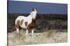 Wild Horse, Steens Mountains-Ken Archer-Stretched Canvas