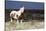 Wild Horse, Steens Mountains-Ken Archer-Stretched Canvas