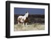 Wild Horse, Steens Mountains-Ken Archer-Framed Photographic Print