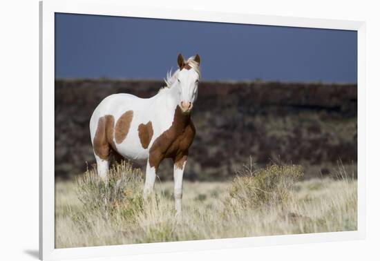 Wild Horse, Steens Mountains-Ken Archer-Framed Photographic Print