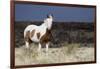 Wild Horse, Steens Mountains-Ken Archer-Framed Photographic Print