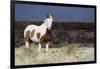 Wild Horse, Steens Mountains-Ken Archer-Framed Photographic Print