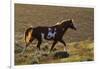 Wild Horse, Steens Mountains-Ken Archer-Framed Photographic Print