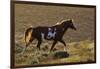 Wild Horse, Steens Mountains-Ken Archer-Framed Photographic Print