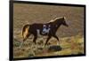 Wild Horse, Steens Mountains-Ken Archer-Framed Photographic Print