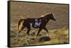 Wild Horse, Steens Mountains-Ken Archer-Framed Stretched Canvas