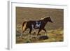 Wild Horse, Steens Mountains-Ken Archer-Framed Photographic Print