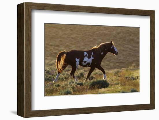 Wild Horse, Steens Mountains-Ken Archer-Framed Photographic Print