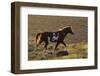 Wild Horse, Steens Mountains-Ken Archer-Framed Photographic Print