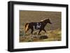 Wild Horse, Steens Mountains-Ken Archer-Framed Photographic Print