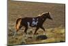 Wild Horse, Steens Mountains-Ken Archer-Mounted Photographic Print