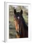 Wild Horse, Steens Mountains-Ken Archer-Framed Photographic Print