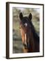 Wild Horse, Steens Mountains-Ken Archer-Framed Photographic Print