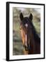 Wild Horse, Steens Mountains-Ken Archer-Framed Photographic Print