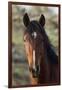 Wild Horse, Steens Mountains-Ken Archer-Framed Photographic Print