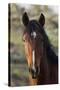 Wild Horse, Steens Mountains-Ken Archer-Stretched Canvas