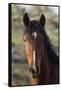 Wild Horse, Steens Mountains-Ken Archer-Framed Stretched Canvas