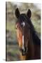 Wild Horse, Steens Mountains-Ken Archer-Stretched Canvas