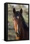 Wild Horse, Steens Mountains-Ken Archer-Framed Stretched Canvas