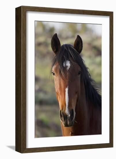 Wild Horse, Steens Mountains-Ken Archer-Framed Photographic Print