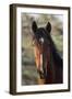 Wild Horse, Steens Mountains-Ken Archer-Framed Photographic Print