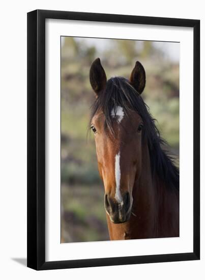 Wild Horse, Steens Mountains-Ken Archer-Framed Photographic Print