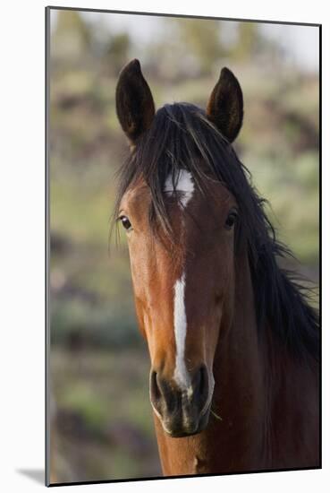 Wild Horse, Steens Mountains-Ken Archer-Mounted Photographic Print