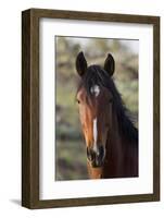 Wild Horse, Steens Mountains-Ken Archer-Framed Photographic Print