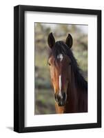 Wild Horse, Steens Mountains-Ken Archer-Framed Photographic Print