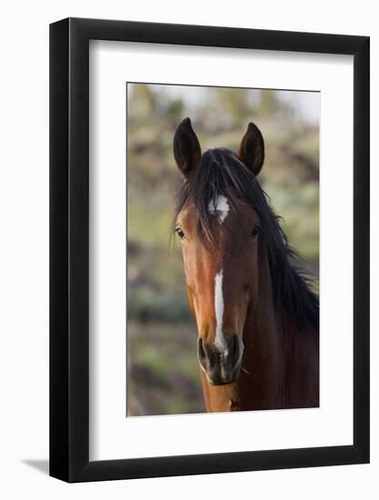 Wild Horse, Steens Mountains-Ken Archer-Framed Photographic Print