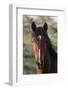 Wild Horse, Steens Mountains-Ken Archer-Framed Photographic Print