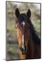 Wild Horse, Steens Mountains-Ken Archer-Mounted Photographic Print