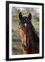 Wild Horse, Steens Mountains-Ken Archer-Framed Photographic Print