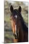 Wild Horse, Steens Mountains-Ken Archer-Mounted Photographic Print