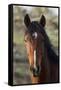 Wild Horse, Steens Mountains-Ken Archer-Framed Stretched Canvas