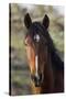 Wild Horse, Steens Mountains-Ken Archer-Stretched Canvas