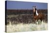 Wild Horse, Steens Mountains-Ken Archer-Stretched Canvas