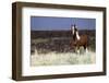 Wild Horse, Steens Mountains-Ken Archer-Framed Photographic Print