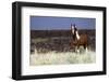 Wild Horse, Steens Mountains-Ken Archer-Framed Photographic Print