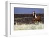 Wild Horse, Steens Mountains-Ken Archer-Framed Photographic Print