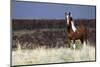 Wild Horse, Steens Mountains-Ken Archer-Mounted Photographic Print