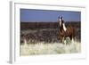 Wild Horse, Steens Mountains-Ken Archer-Framed Photographic Print