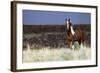 Wild Horse, Steens Mountains-Ken Archer-Framed Photographic Print