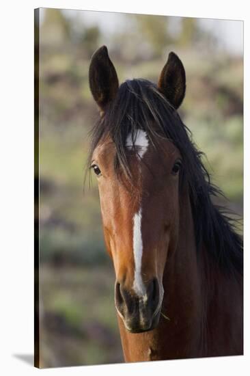 Wild Horse, Steens Mountains-Ken Archer-Stretched Canvas