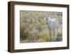 Wild horse, white eyes-Ken Archer-Framed Photographic Print