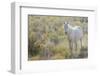 Wild horse, white eyes-Ken Archer-Framed Photographic Print