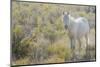 Wild horse, white eyes-Ken Archer-Mounted Photographic Print