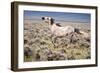 Wild Horse, Wyoming-Larry Ditto-Framed Art Print