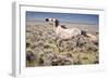 Wild Horse, Wyoming-Larry Ditto-Framed Art Print