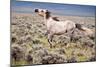 Wild Horse, Wyoming-Larry Ditto-Mounted Art Print